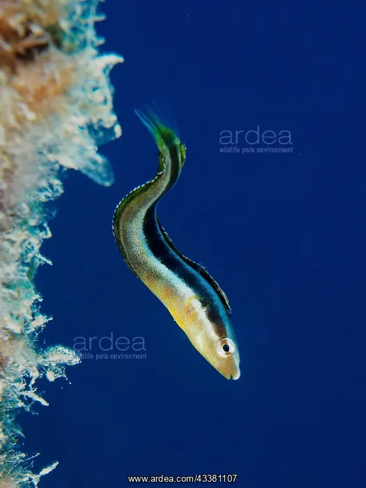 : Dussumier's sabre-tooth blenny (Aspidontus dussumieri) : Dussumier's sabre-tooth blenny (Aspidontus dussumieri)