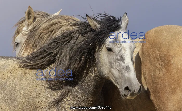 : Dust covered wild stallions of Sandwash Basin, Colorado : Dust covered wild stallions of Sandwash Basin, Colorado