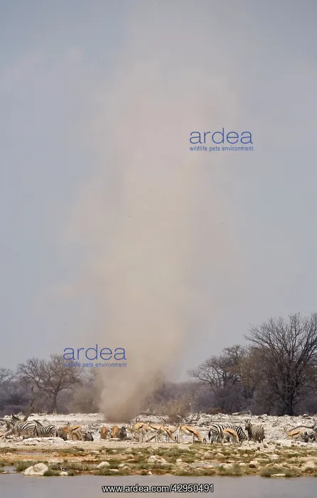 : Dust Devil : Dust Devil