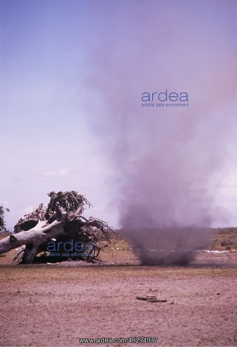: DUST DEVIL : DUST DEVIL