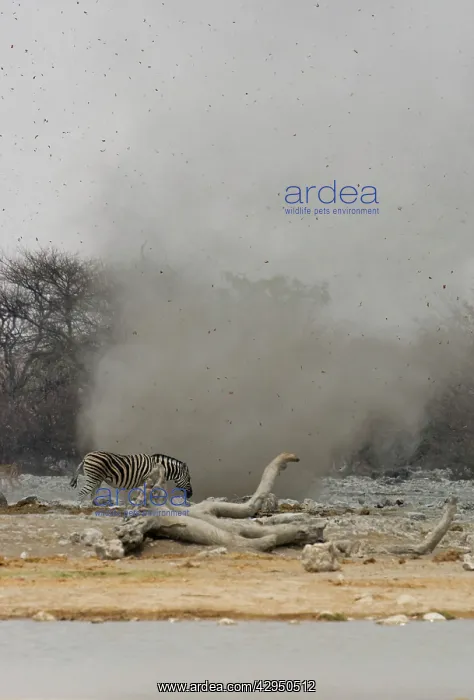 : Dust Devil - Throwing debris high in the air at : Dust Devil - Throwing debris high in the air at
