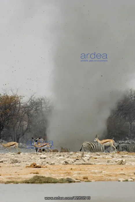 : Dust Devil - Throwing debris high in the air at : Dust Devil - Throwing debris high in the air at