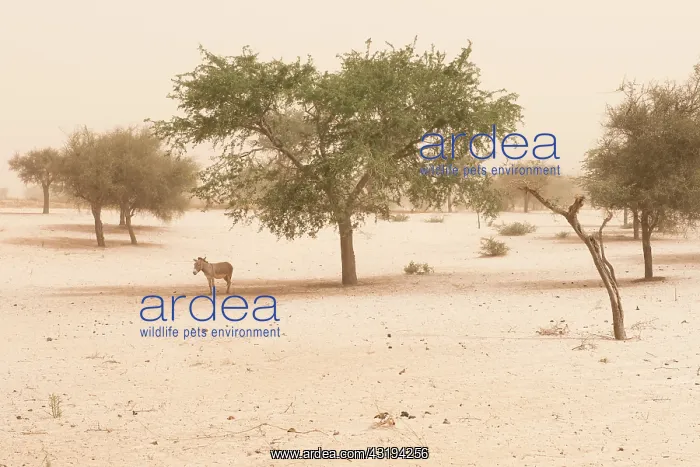 : in the dust haze : in the dust haze