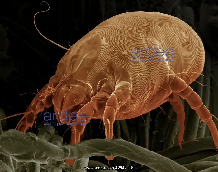 : Dust Mite (Dermatophagoides pteronyssinus) : Dust Mite (Dermatophagoides pteronyssinus)