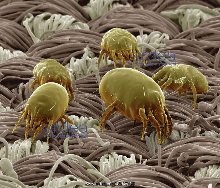 : Dust Mite (Dermatophagoides pteronyssinus) : Dust Mite (Dermatophagoides pteronyssinus)