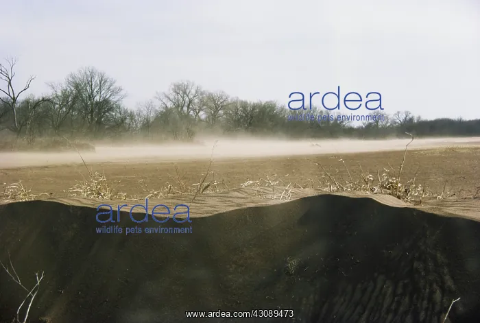 : Dust in a Wheat Field : Dust in a Wheat Field