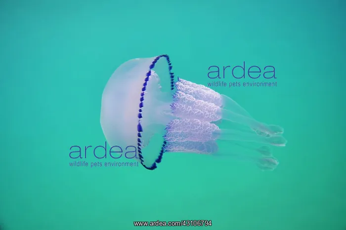 : Dustbin-lid jellyfish (Rhizostoma pulmo), Catalonia : Dustbin-lid jellyfish (Rhizostoma pulmo), Catalonia