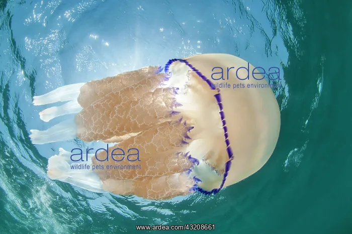 : Dustbin-lid jellyfish (Rhizostoma pulmo), caete agathoise : Dustbin-lid jellyfish (Rhizostoma pulmo), caete agathoise