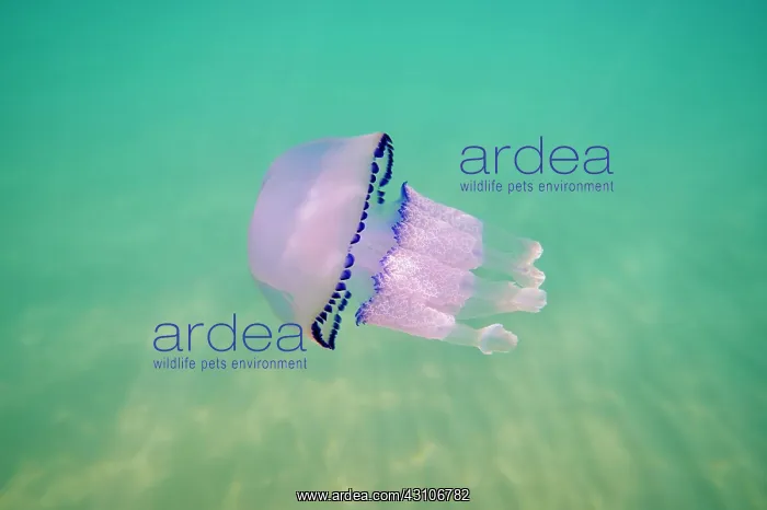 : Dustbin-lid jellyfish (Rhizostoma pulmo) in shallow : Dustbin-lid jellyfish (Rhizostoma pulmo) in shallow