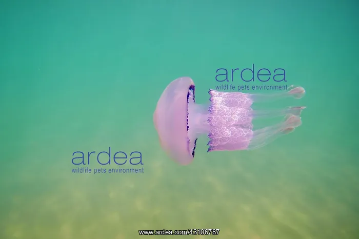 : Dustbin-lid jellyfish (Rhizostoma pulmo) in shallow : Dustbin-lid jellyfish (Rhizostoma pulmo) in shallow