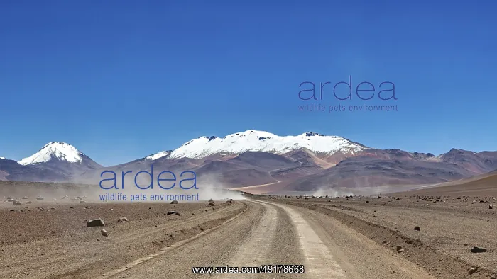 : A dusty road leads through a barren landscape with snow-capped mountains in the background : A dusty road leads through a barren landscape with snow-capped mountains in the background