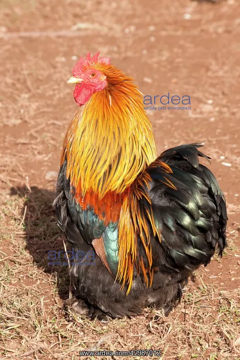  : Dutch Bantam - male Chicken