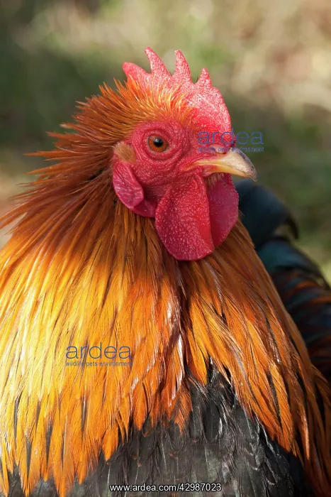  : Dutch Bantam - male Chicken
