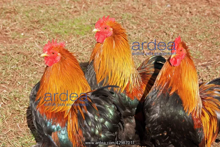  : Dutch Bantams - Chickens