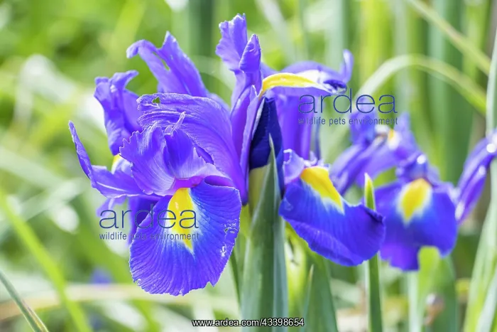 : Dutch Iris Professor Blaauw, Iris hollandica Professor : Dutch Iris Professor Blaauw, Iris hollandica Professor