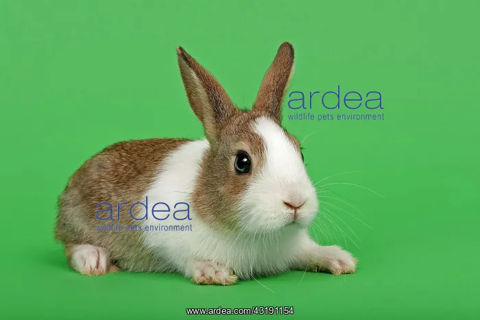 : Dutch rabbit : Dutch rabbit