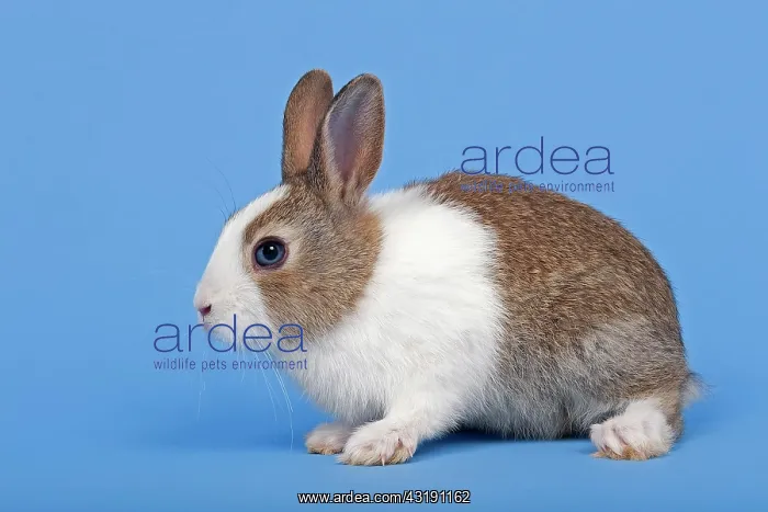 : Dutch rabbit : Dutch rabbit