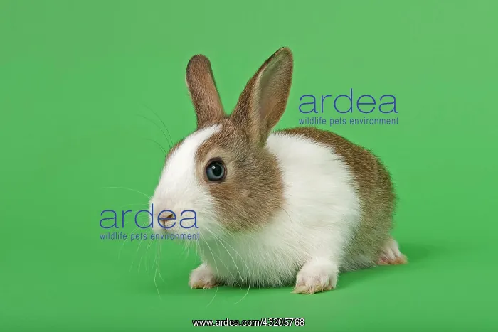 : Dutch rabbit : Dutch rabbit