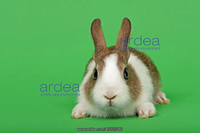 : Dutch rabbit : Dutch rabbit