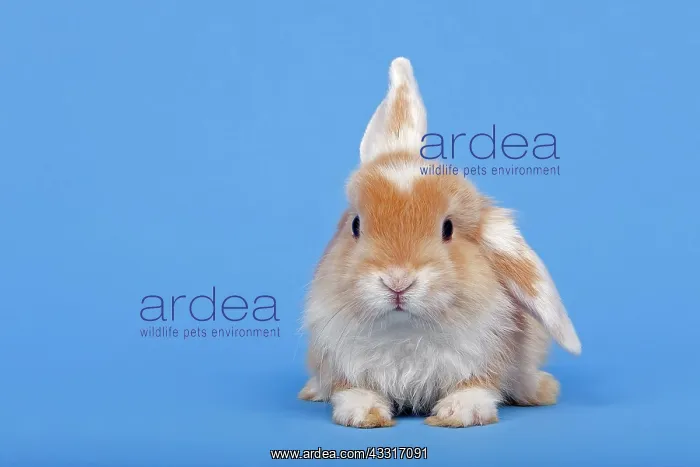 : Dutch rabbit : Dutch rabbit