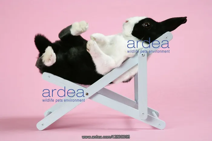 : Dutch rabbit in a deckchair : Dutch rabbit in a deckchair