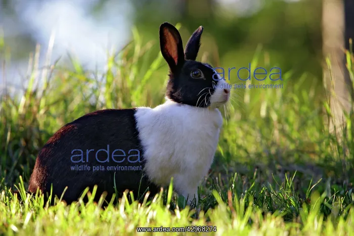 : Dutch Rabbit - sitting in grass : Dutch Rabbit - sitting in grass