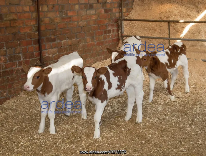  : Dutch Red Bovine, Dutch Red Bovine, Meuse-Rhine-Ijssel