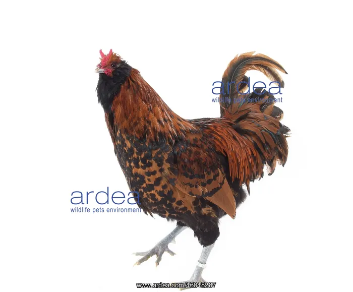  : Dutch Rooster Barbu Paillet