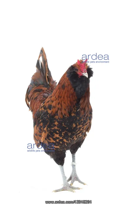  : Dutch Rooster Barbu Paillet
