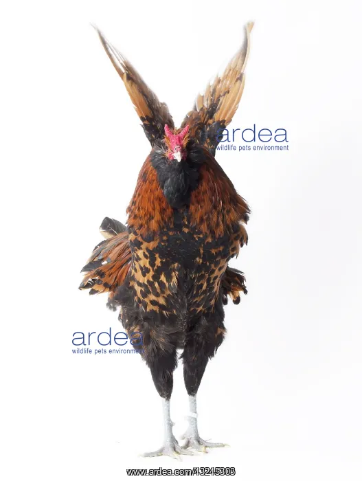  : Dutch Rooster Barbu Paillet