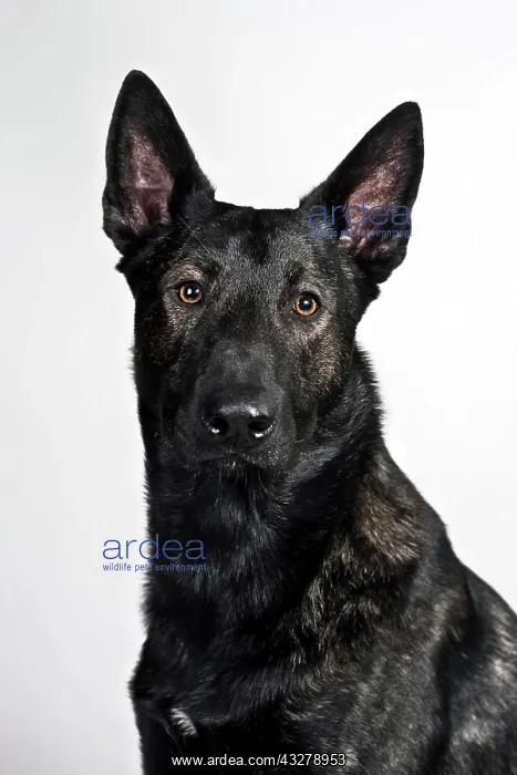 : Dutch Shepherd Dog, portrait : Dutch Shepherd Dog, portrait