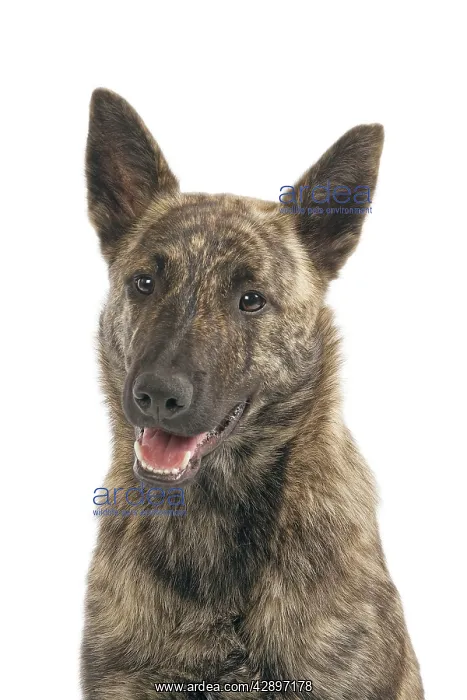 : Dutch Shepherd Short Hair Dog : Dutch Shepherd Short Hair Dog