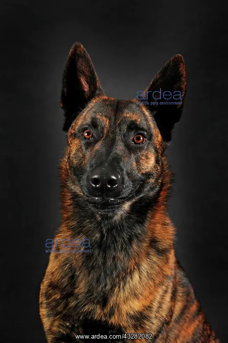 : Dutch Shepherd, short hair, male, portrait : Dutch Shepherd, short hair, male, portrait