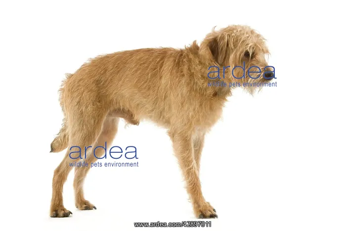  : Dutch Smoushond Dog