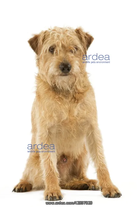  : Dutch Smoushond Dog