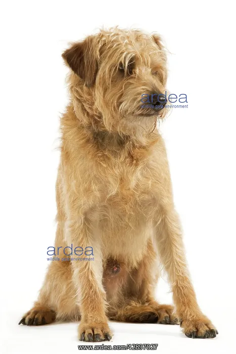  : Dutch Smoushond Dog