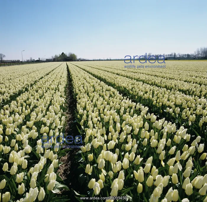 : Dutch Tulip Field : Dutch Tulip Field