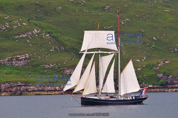 : The Dutch two-masted Topschoner Wylde Swan sailing : The Dutch two-masted Topschoner Wylde Swan sailing