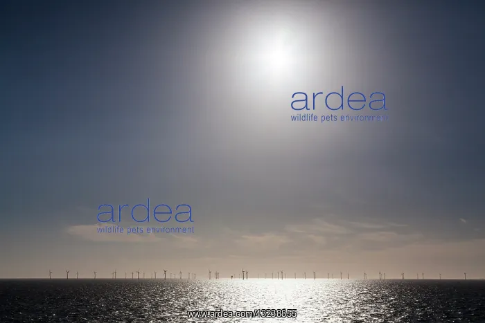 : Dutch wind farm off the coast of the North : Dutch wind farm off the coast of the North