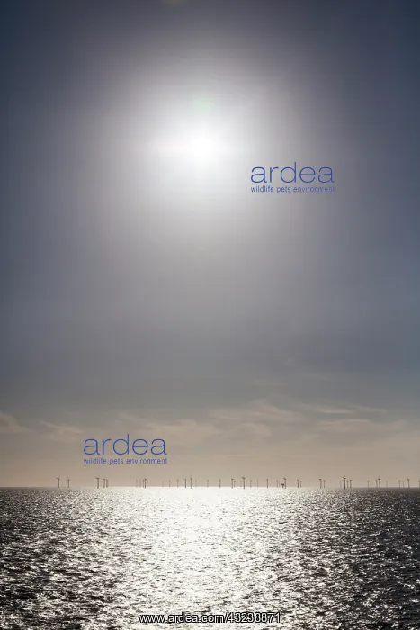 : Dutch wind farm off the coast of the North : Dutch wind farm off the coast of the North