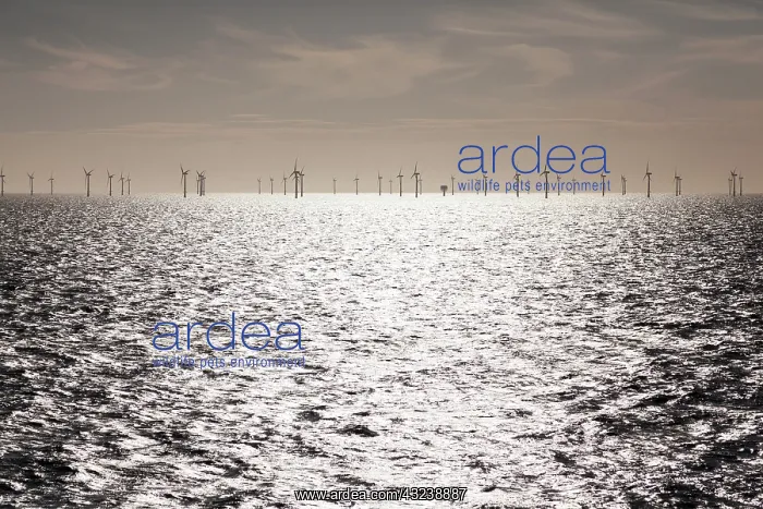 : Dutch wind farm off the coast of the North : Dutch wind farm off the coast of the North
