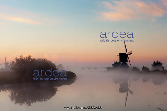 : Dutch windmill in beautiful morning light and fog with reflection in the water in Kinderdijk : Dutch windmill in beautiful morning light and fog with reflection in the water in Kinderdijk