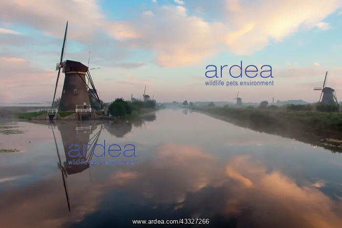 : Dutch windmill in beautiful morning light with reflection in the water in Kinderdijk