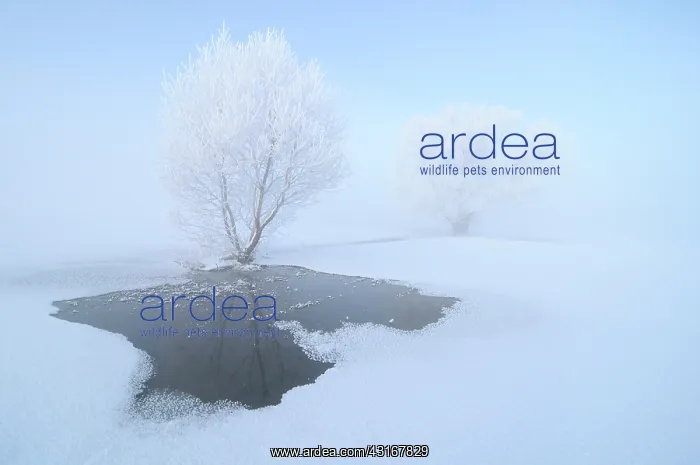 : Dutch winter landscape in the IJssel River Delta with snow : Dutch winter landscape in the IJssel River Delta with snow