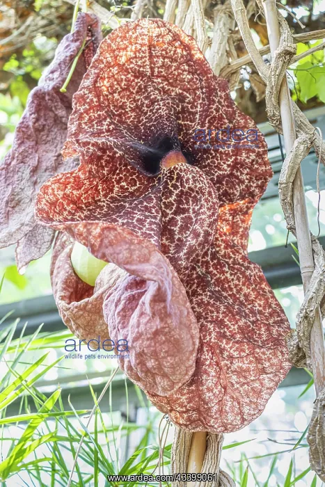 : Dutchman's Pipe, Aristolochia gigantea, flower : Dutchman's Pipe, Aristolochia gigantea, flower