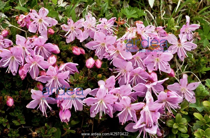 : Dwarf Alpenrose - on limestone : Dwarf Alpenrose - on limestone