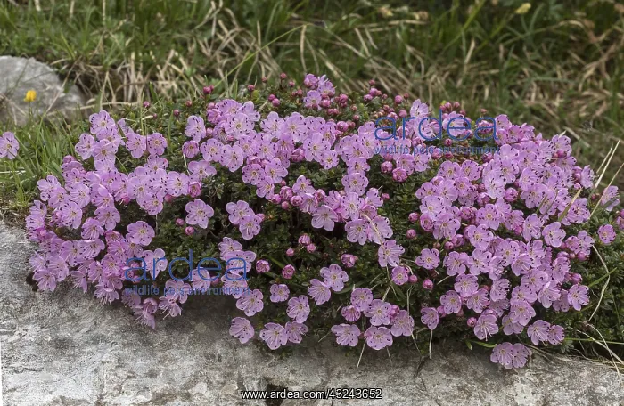 : Dwarf Alpenrose, Rhododendron chamaecistus in flower : Dwarf Alpenrose, Rhododendron chamaecistus in flower