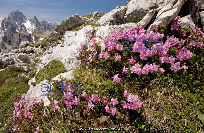 : Dwarf Alpenrose - on the Tre Cime de Lavaredo : Dwarf Alpenrose - on the Tre Cime de Lavaredo