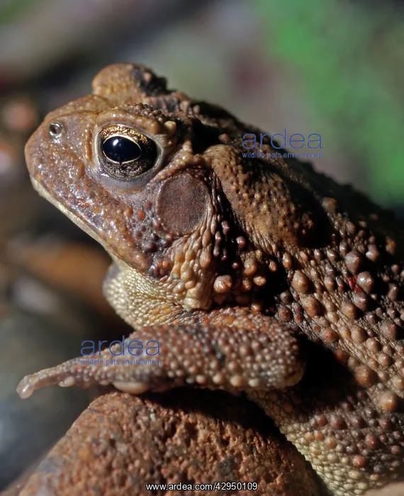 : Dwarf American Toad : Dwarf American Toad