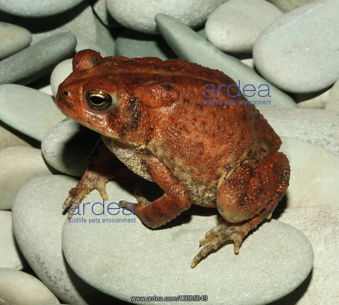 : Dwarf American Toad : Dwarf American Toad